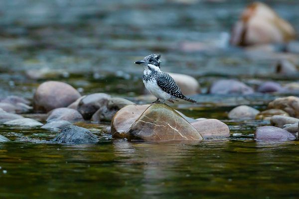 bird watch tour in india 2