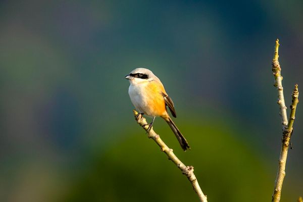 bird watching tour in india 3