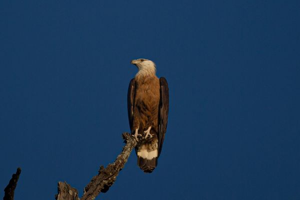 birding tour in india 2