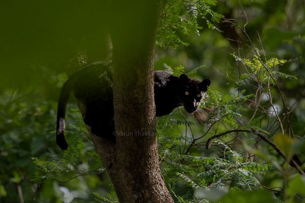 black panther safari tour in india 3