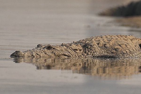 crocodile in tiger national park 1