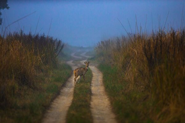 deer running in tiger safari tour in india 1