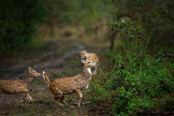 deer running in tiger safari tour in india 2 2