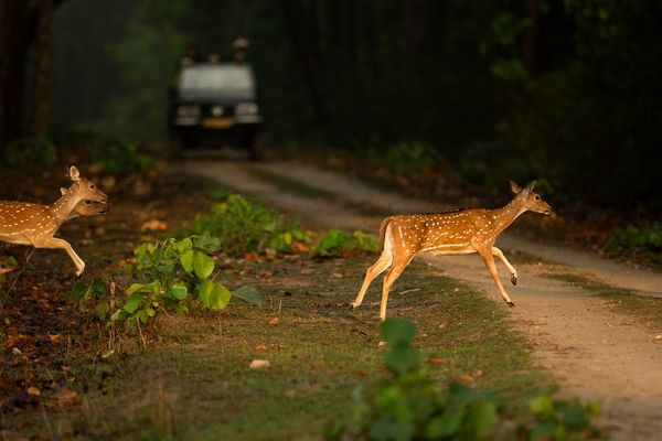 deer spotted at tiger safari tour in india 1