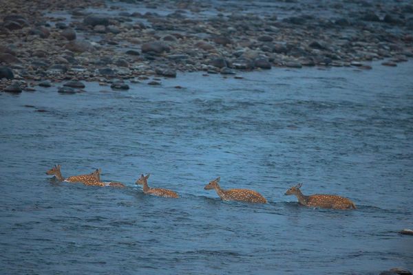 deers crossing river