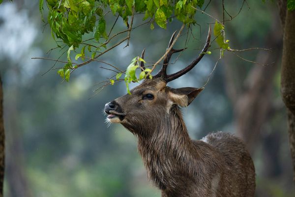 deer spotted at tiger safari tour in india 3 2