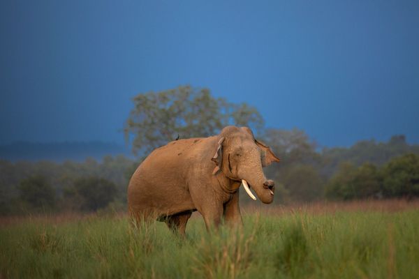 elephants found in national park 3