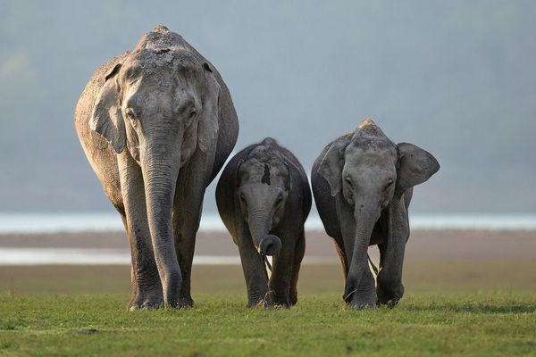 family of elephants on wildlife safari tour in india