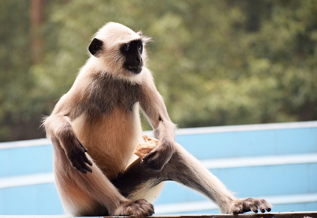 grey langoor