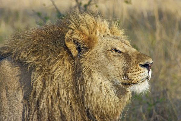 lion in gir national park