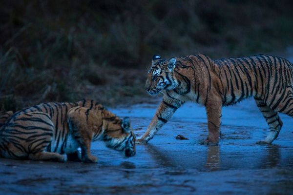 magnificent tiger at tiger safari tour in india 2 1