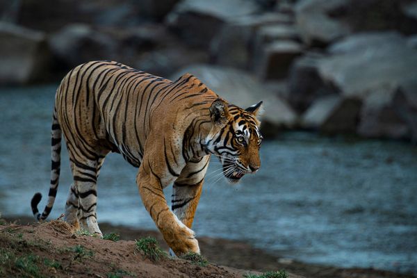 magnificent tiger at tiger safari tour in india 3
