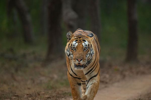 magnificent tiger at tiger safari tour in india 5 1