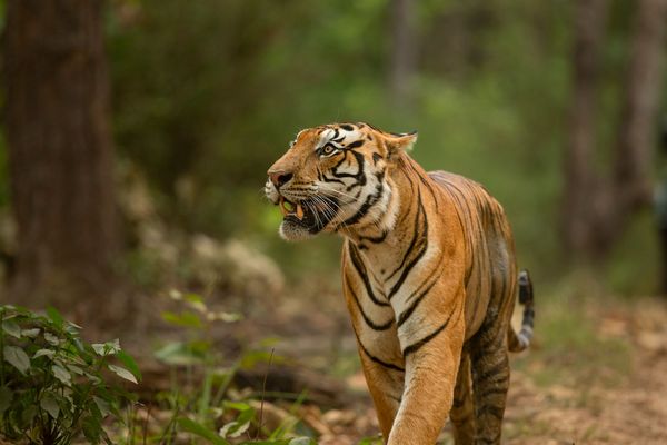 marvelous tiger safari in india