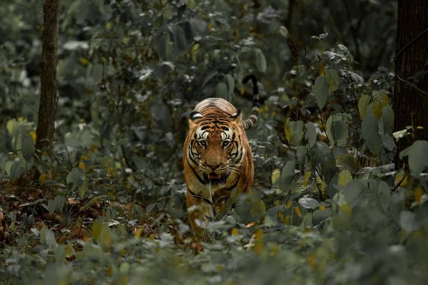 marvelous tiger safari in india 2