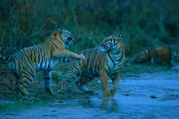 marvelous tiger safari tour in india 2 2