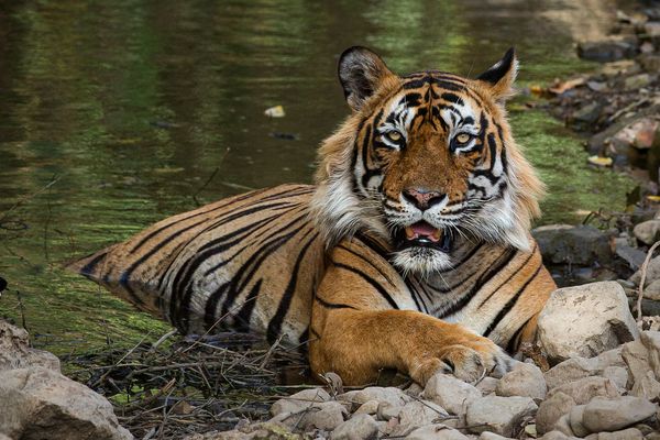 marvelous tiger safari tour in india 3 1