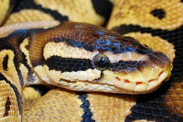 python in tiger safari india