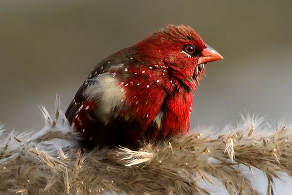 red birding tour