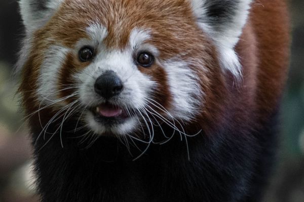 red panda in india