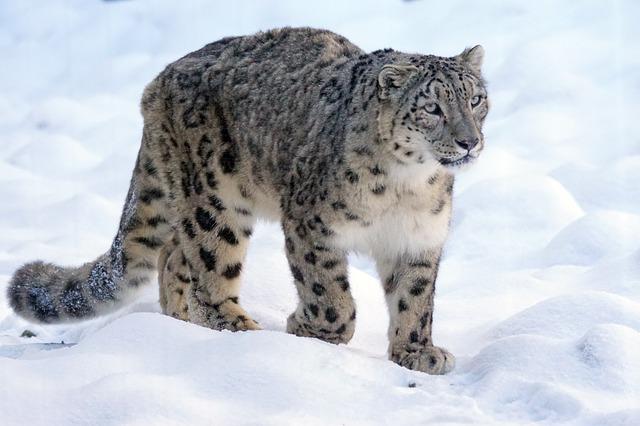Snow leopard expedition