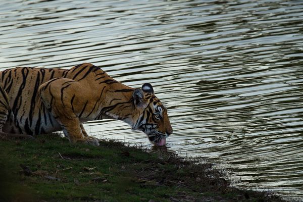 spelndid tiger in india tour