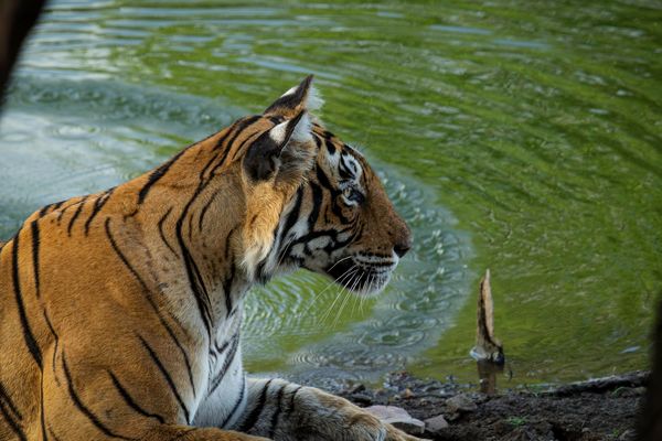 spelndid tiger in india tour 2