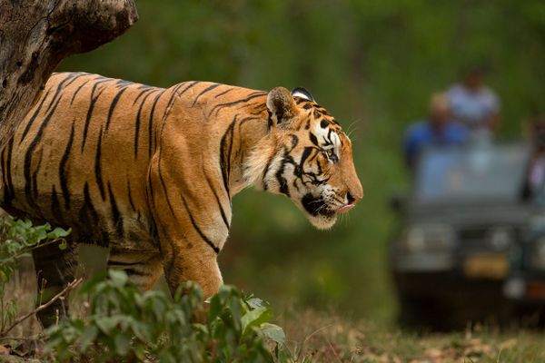 spelndid tiger safari tour in india