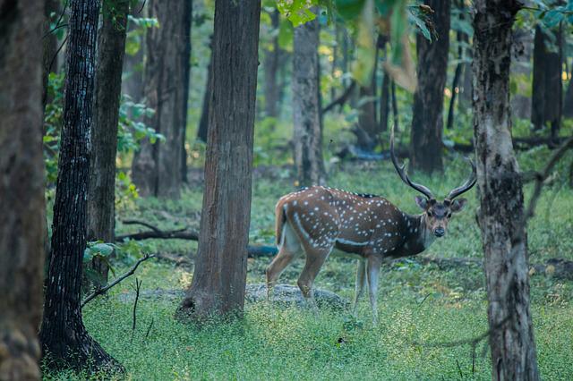 axis spotted deer in kanha