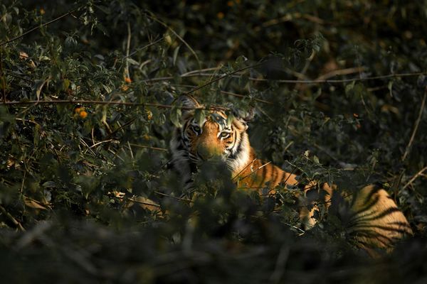 tiger cub sitting in bandhavgarh