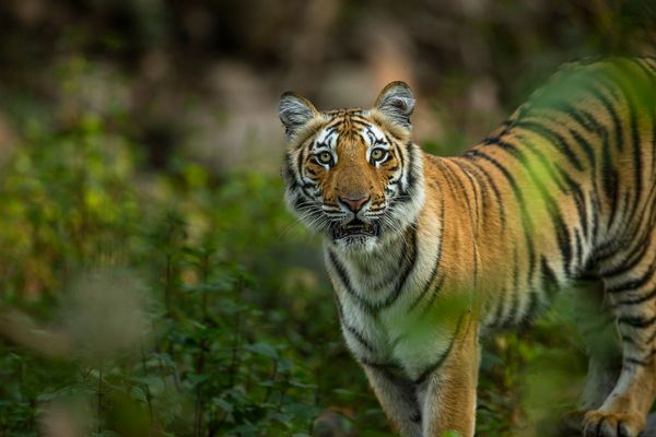 tiger cub spotted in corbett