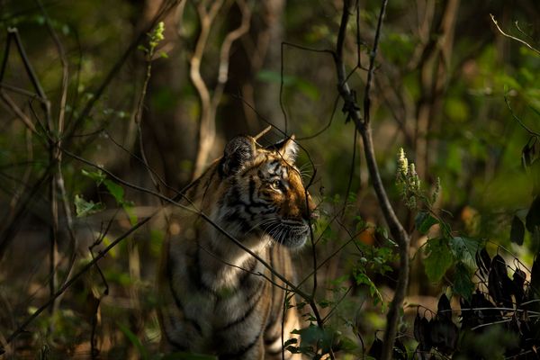 tiger cub in kanha