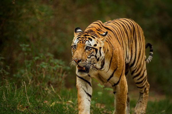 tiger running at tiger safari tour in india 3 1
