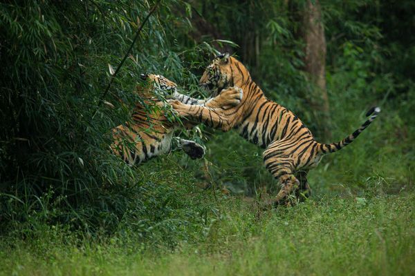 tiger running at tiger safari tour in india 5