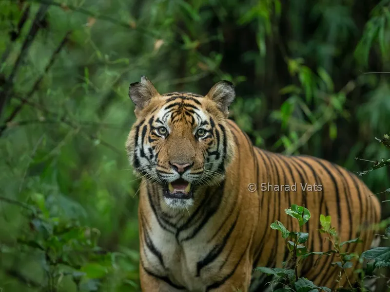 (c) India-tigers.com