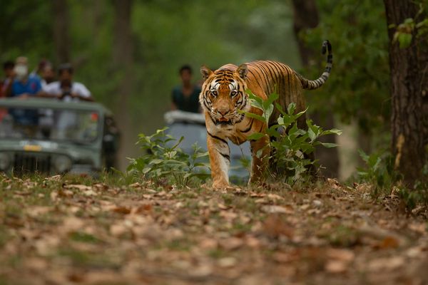 tiger safari tour in india 2 1