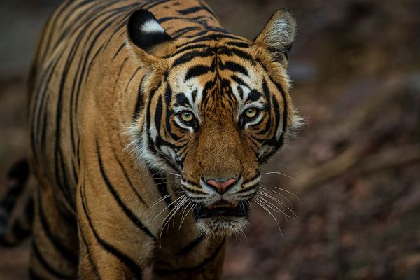 tiger walk during tiger safari tour in india