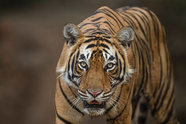 tiger spotted during safari in India