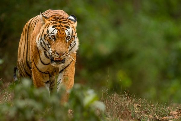 tiger spotted during safari in bandhavgarh
