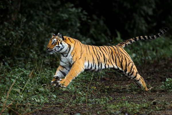tiger running during tiger safari tour in india