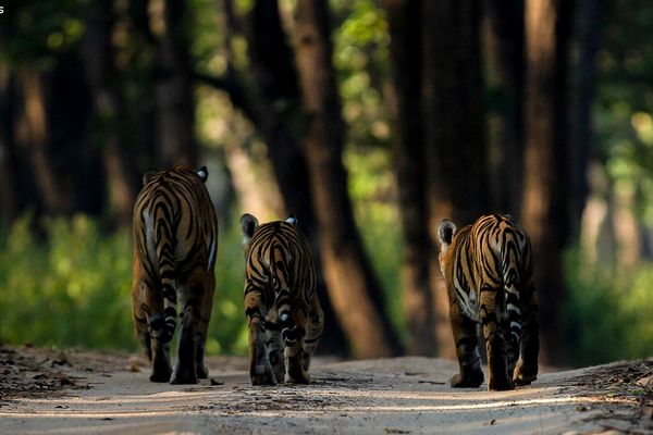 tiger cubs walking in jungle