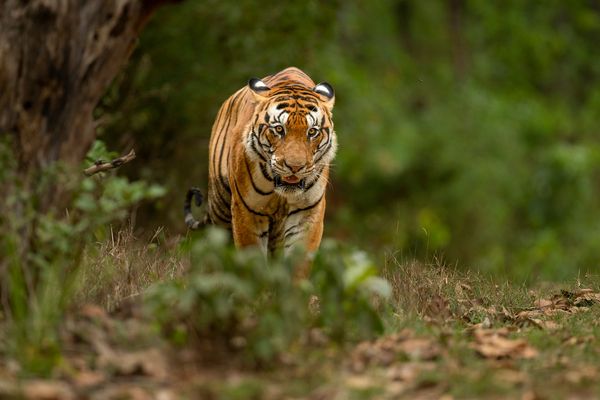 tiger walking in kanha